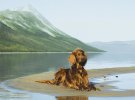 Джордж из Норвегии делает невероятные снимки своего пса