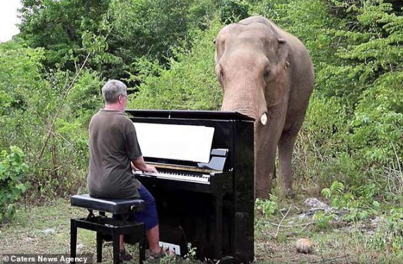 Пол Бартон переїхав у джунглі і грає на фортепіано для місцевих тварин 