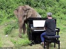 Пол Бартон переехал в джунгли и играет на фортепиано для местных животных