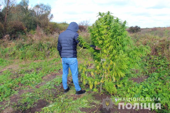 На Житомирщині затримали 27-річного чоловіка. Вирощував та зберігав коноплі у великих обсягах