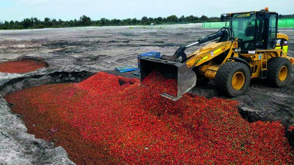 Екскаватор закопує полуницю на одній із ферм в австралійському штаті Квінсленд. Ягоди заборонив продавати уряд