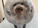 К японскому грумеру Йорико Хамачийо привели невероятно пушистого пса по имени Сезам, и он решил сделать что-то необычное