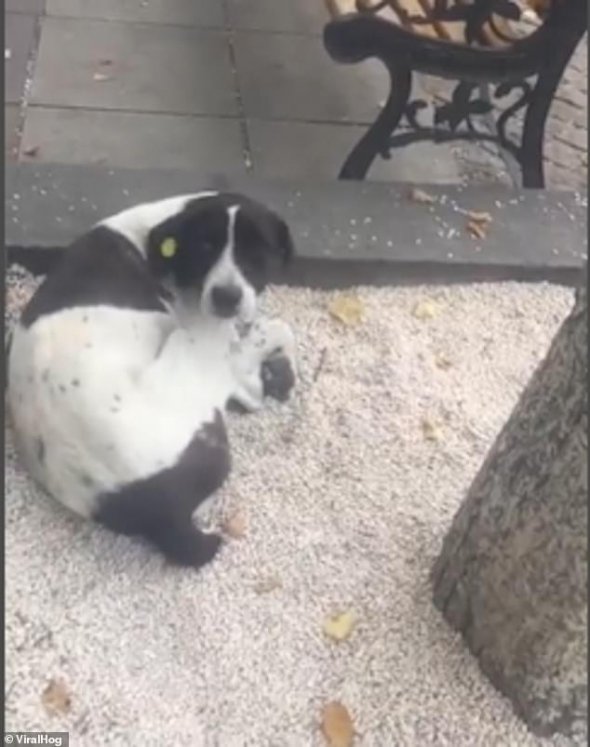 Хозяин нашел пса, который потерялся три года назад