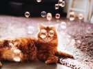 Фотограф снимает жизнь своей рыжей кошки Котлеты