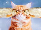 Фотограф снимает жизнь своей рыжей кошки Котлеты