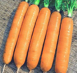 Сорт моркви Самсон вивели голландські селекціонери. М'якоть яскраво-помаранчева, містить багато соку. Смак ніжний, солодкуватий