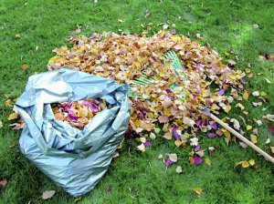 Восени за допомогою біопрепарату зручно переробляти опале листя  на перегній