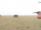 Слон, в которого попали охотники, замедляет движение и падает на землю