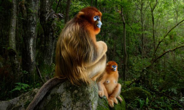 На снимке-победителе "Золотая пара" изображены две редкие золотые обезьяны в китайских горах Циньлин