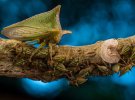 "Мать-защитница": самка комахи горбатки защищает свое потомство в лесу Эквадора