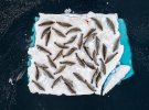 "Кровать морских котиков" в канале Эррера, Антарктика