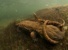 Знімок “Та, що досягає свого за всяку ціну”: гігантська саламандра Hellbenders поглинає північну водяну змію, США