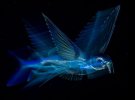 На снимке под названием "Ночной полет" изображена летучая рыба под водой у города Палм-Бич штата Флорида, США
