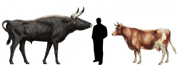 Сравнительные размеры тура, человека и домашней коровы