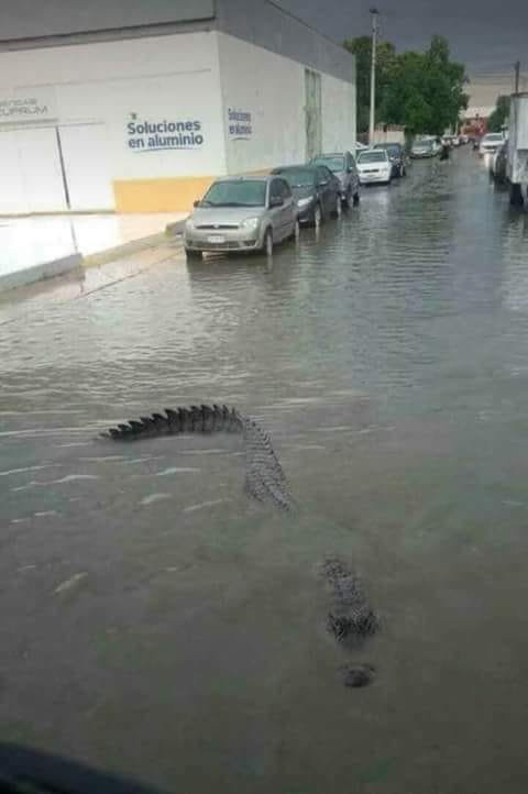 Мощный ураган привлек в мексиканские города крокодилов. Этого хищника сняли в Пуэрто Валларта