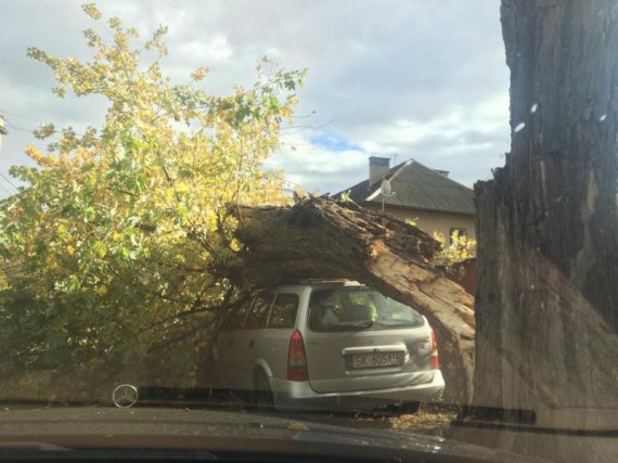Потужний вітер повалив дерева в Ужгороді. Фото: Facebook