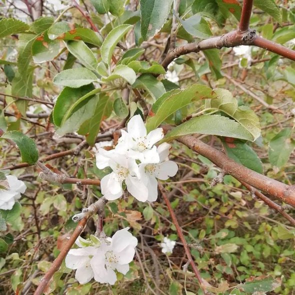 В Запорожье осенью расцвела яблуня