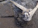 Скелети двох жінок і трьох дітей знайшли під попелом у помпейскій віллі. Вони намагалися сховатися від виверження Везувія