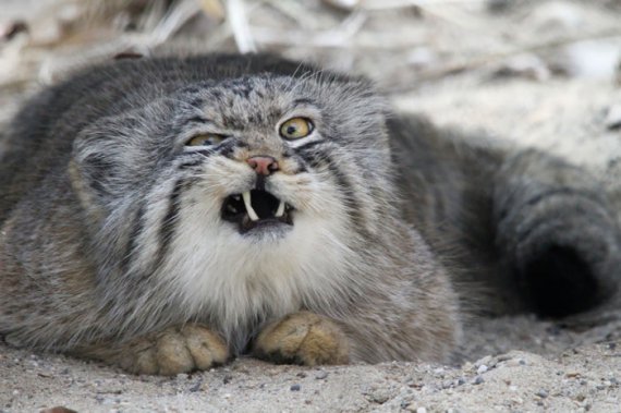 Фотоподборка сердитых кошек, пугают агрессией