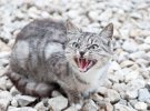 Фотоподборка сердитых кошек, пугают агрессией