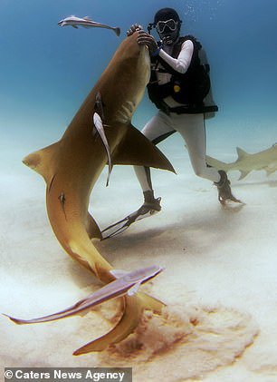  Рикардо Стурла Авогадро изымает металлический крючок из акулы во время посещения Гранд Багамы, северного острова на Багамах.
