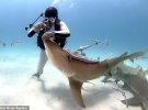 Авогадро залезает в рот акулы, когда ищет застрявшие крючки