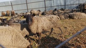 Вінниччина: померло ще 3 овець зі стада, яке тримали в Чорноморському порту без їжі та води