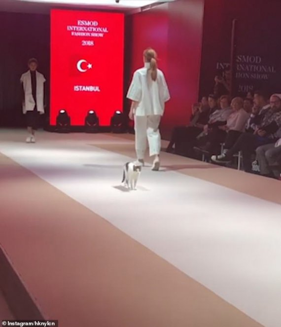 Кошка продефилировала по подиуму на модном показе в Турции