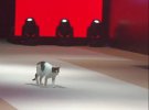 Кошка продефилировала по подиуму на модном показе в Турции