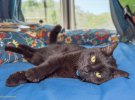 Австралієць Рік більше 3 років подорожує континентом з чорною кішкою Віллоу