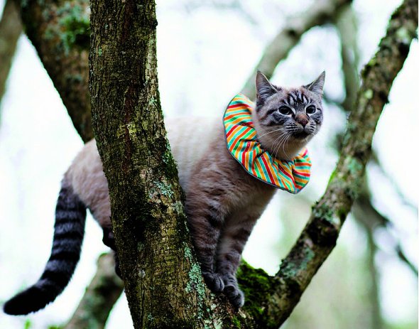 Кіт з яскравим коміром сидить на дереві в австралійському місті Перт. Їх надягають, щоб хижаку важче було замаскуватися і птах швидко його помітив 