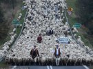 Польський фотограф Бартломей Юрецький зняв момент традиційного випасу овець під назвою "Редік". Відбулося це на півдні Польщі. На випас вивели понад 1,5 тис. тварин. "З гір Низькі Бескиди пастухи ведуть тварин в місто Новий Тарг. Там вони зимуватимуть. Навесні тварини повернуться в гори", - пояснив автор