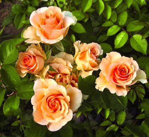 Примадонна — сорт чайно-гібридної троянди. Квітка ­кремово- абрикосового відтінку має діаметр 8–10 сантиметрів