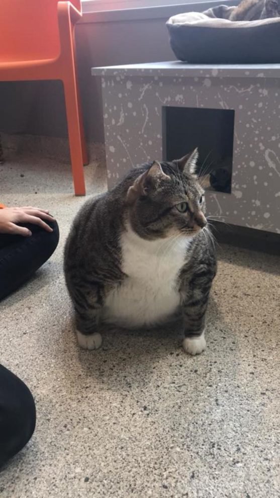 Гигантского кота Пончика новые хозяева посадили на диету
