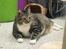 Гигантского кота Пончика новые хозяева посадили на диету
