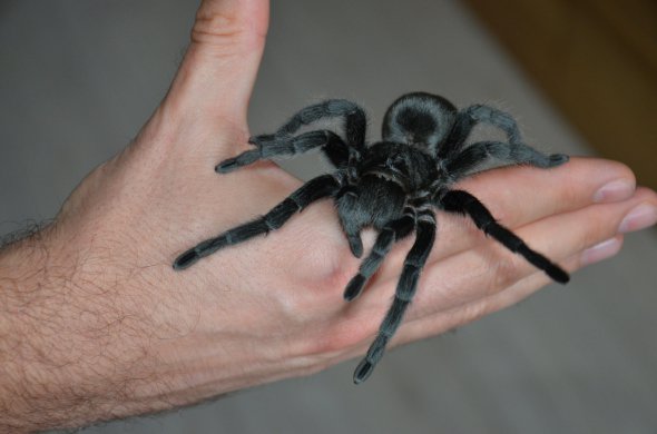 Дорослого павука-птахоїда можна купити за 100 гривень