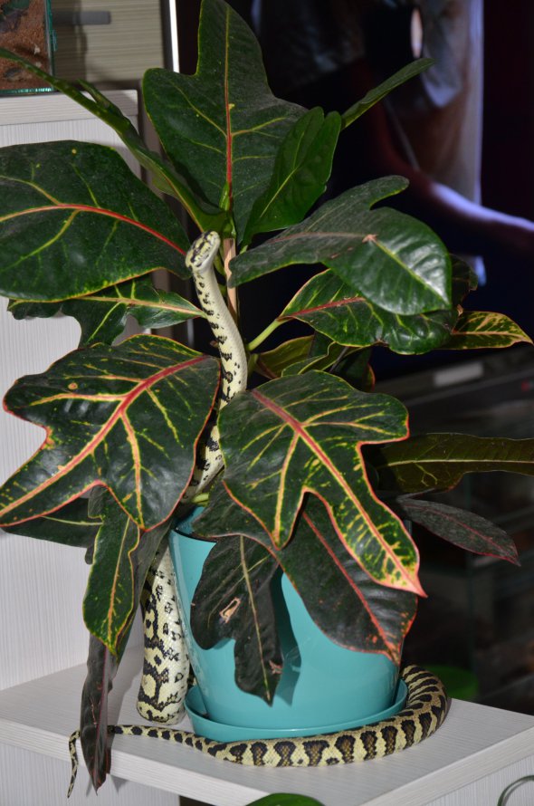 Пітон Леон любить повзати по вазону