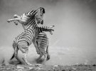 На третьем месте дуэль зебр в Намибии