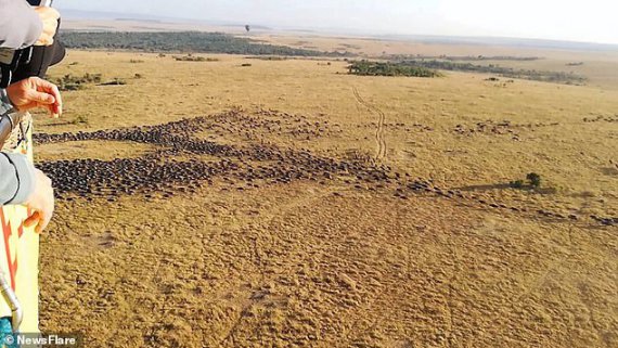 Туристы полетали над стадами антилоп гну на воздушном шаре