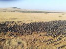 Туристы полетали над стадами антилоп гну на воздушном шаре