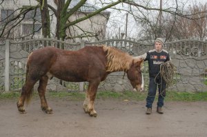 На півночі, центрі та сході України потрібний сильний великий кінь. Тому для цих регіонів підходить новоолександрівська ваговозна порода