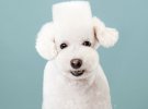Грейс Чон фотографирует забавных собак с японской стрижкой