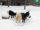 У мережі з’явилися знімки снігопаду у столичному зоопарку