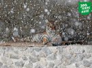 У мережі з’явилися знімки снігопаду у столичному зоопарку