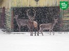 В сети появились снимки снегопада в столичном зоопарке