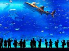 Толпа у аквариума в японском городе Гифу