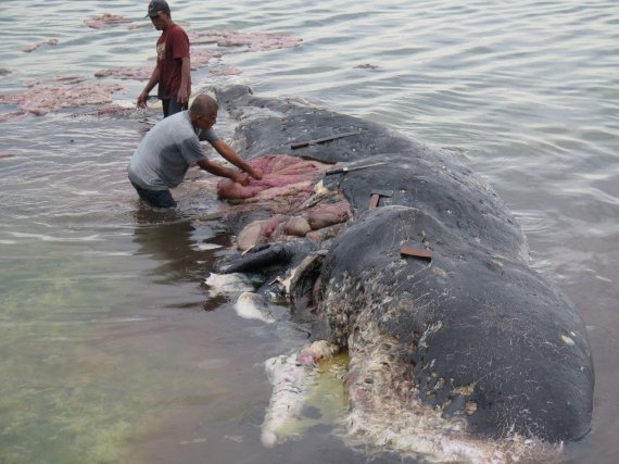 Мертвого кита с пластиком в желудке выбросило на берег