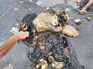Мертвого кита с пластиком в желудке выбросило на берег