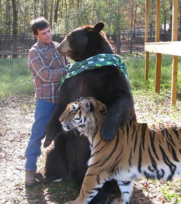 Тигр Хан, лев Лео и медведь Балу.