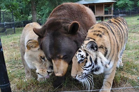 Тигр Хан, лев Лео й ведмідь Балу.